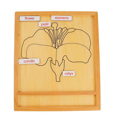 Parts of Plants - Flower, Custom Text, Bilingual, Monolingual