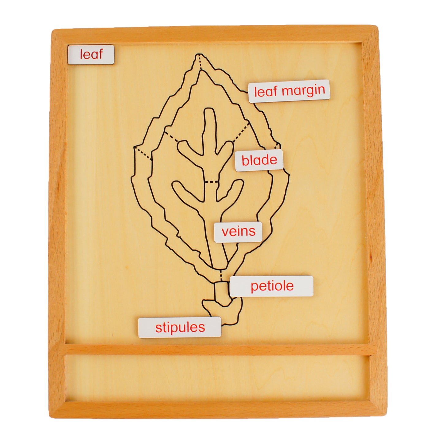 Parts of Plants - Leaf, Custom Text, Bilingual, Monolingual