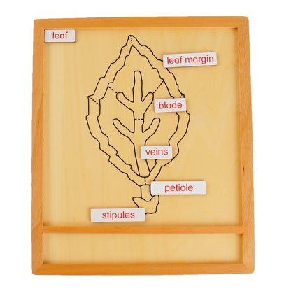 Parts of Plants - Leaf, Custom Text, Bilingual, Monolingual