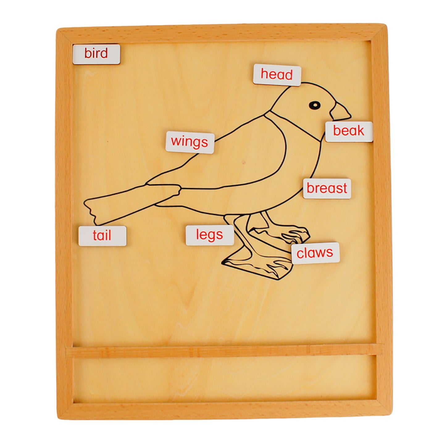 Parts of Animals - Bird, Custom Text, Bilingual, Monolingual