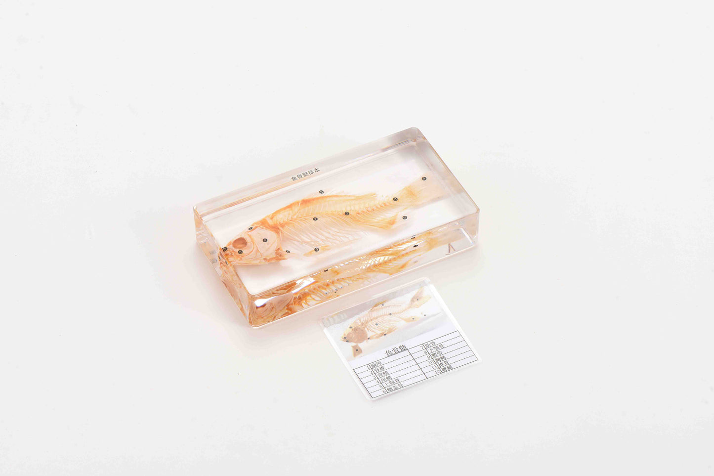 Fish Skeleton-Chinese