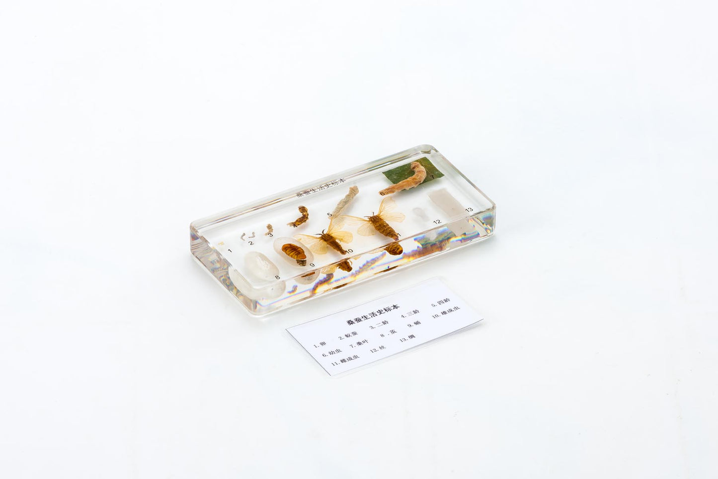 Life Cycle of Silkworm-Chinese