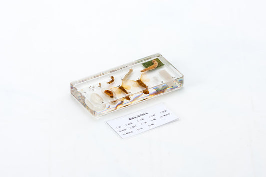 Life Cycle of Silkworm-Chinese