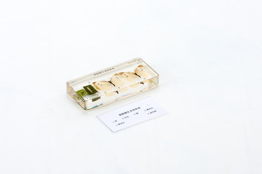 Life Cycle of Cabbage Butterfly-Chinese