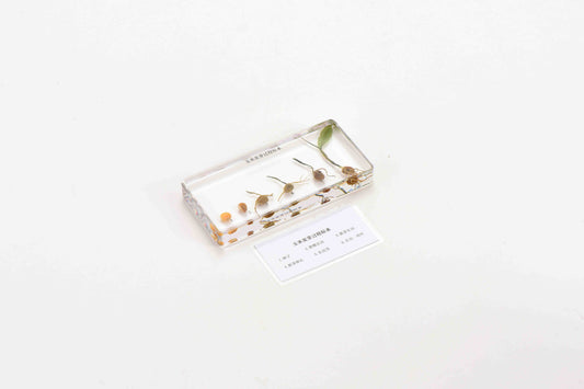 Corn Germination-Chinese