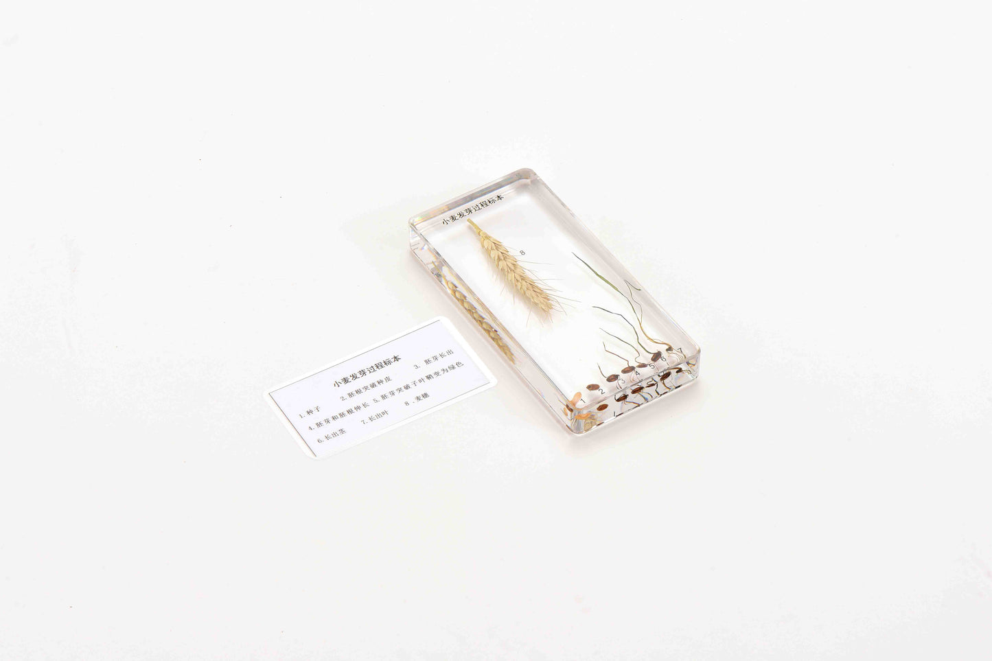 Wheat Germination-Chinese