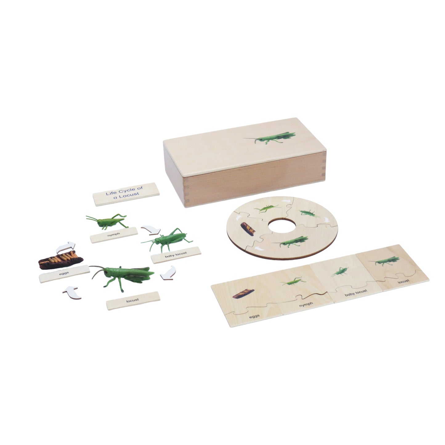 Life Cycle- Locust, Custom Text, Bilingual, Monolingual