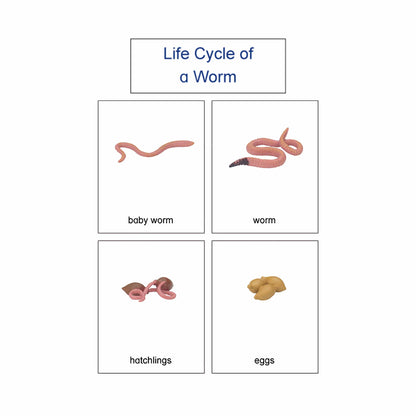 Life Cycle- Worm, Custom Text, Bilingual, Monolingual