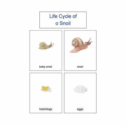 Life Cycle- Snail, Custom Text, Bilingual, Monolingual