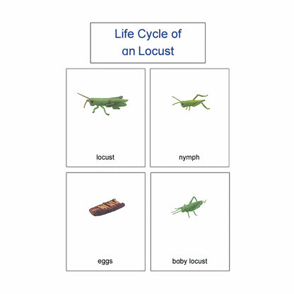 Life Cycle- Locust, Custom Text, Bilingual, Monolingual