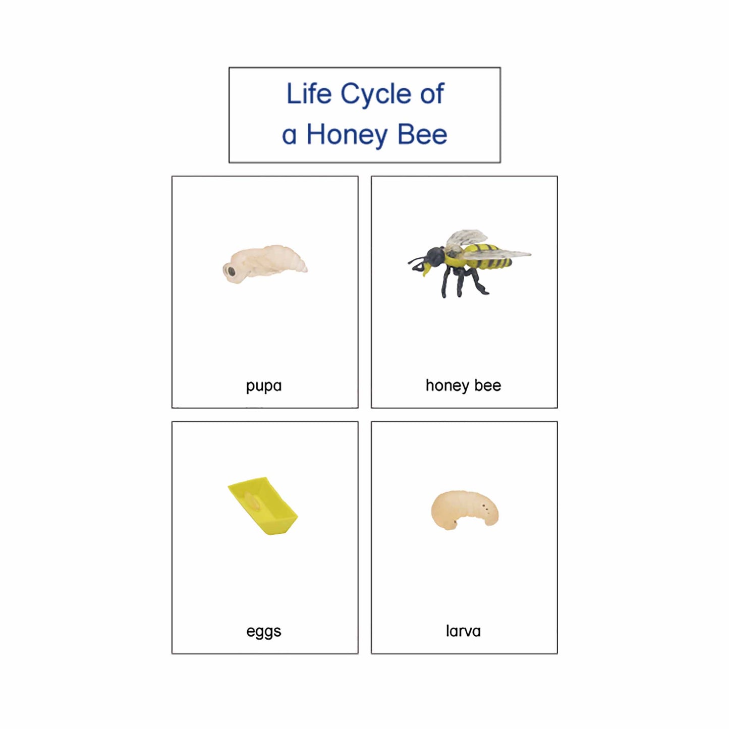 Life Cycle- Honey Bee, Custom Text, Bilingual, Monolingual