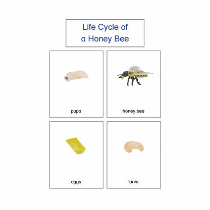 Life Cycle- Honey Bee, Custom Text, Bilingual, Monolingual