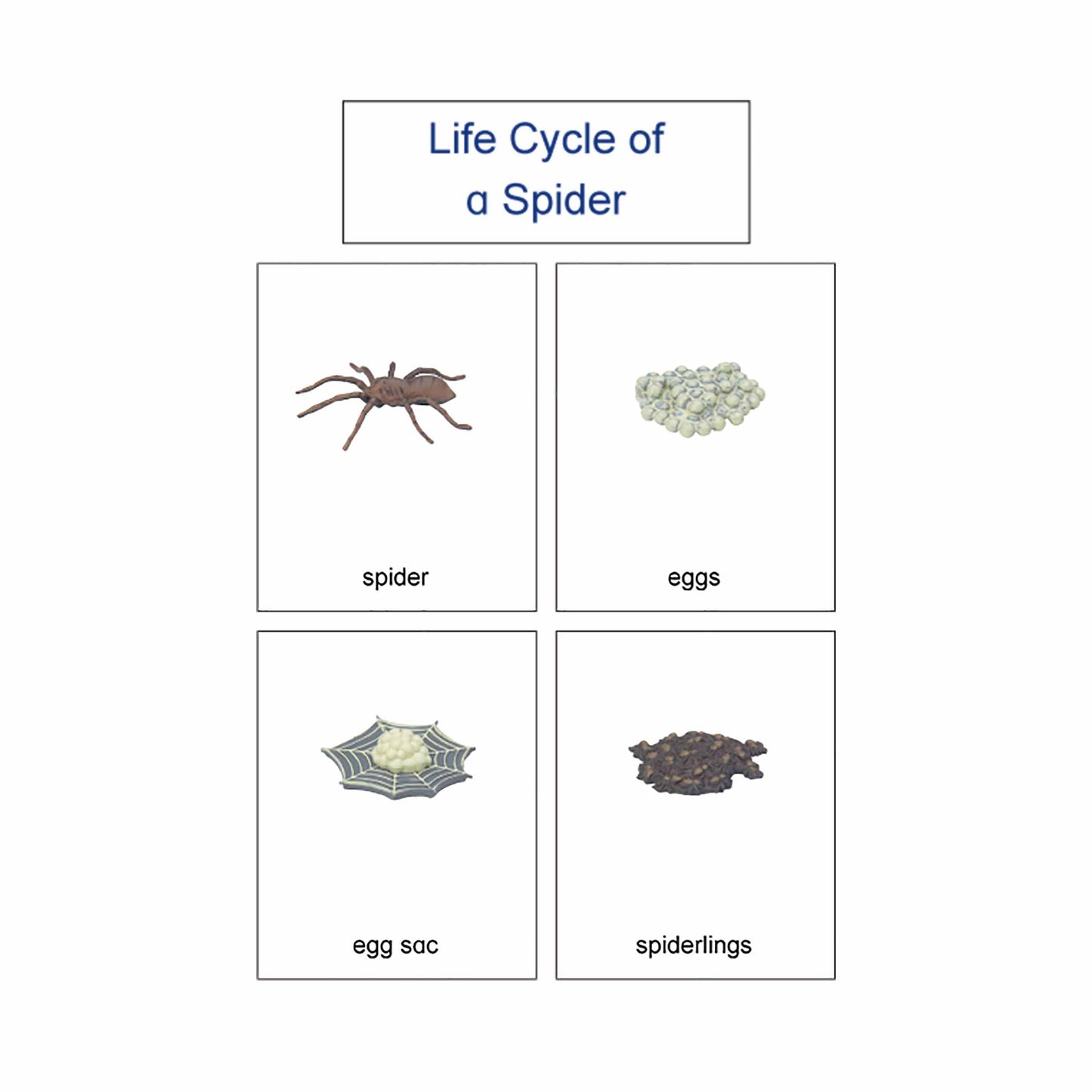 Life Cycle- Spider, Custom Text, Bilingual, Monolingual
