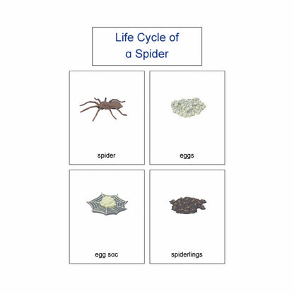 Life Cycle- Spider, Custom Text, Bilingual, Monolingual
