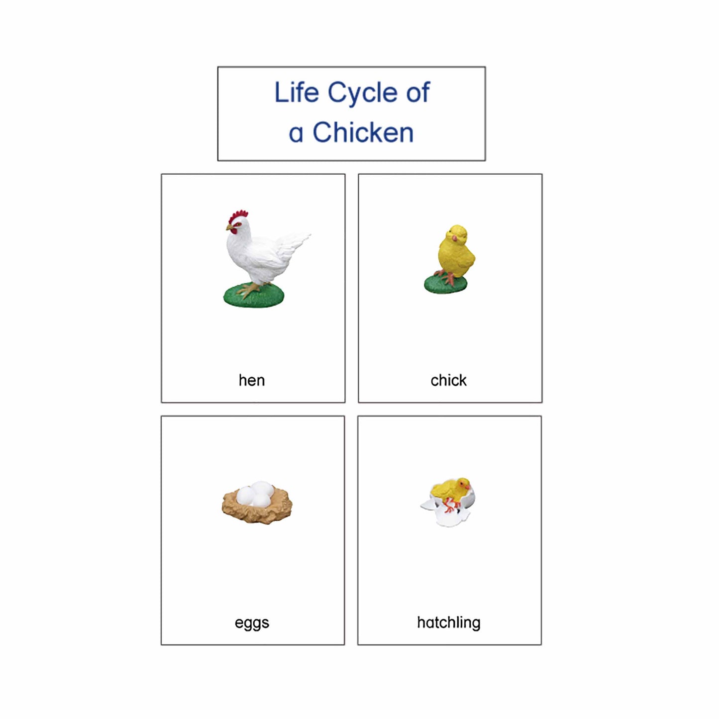 Life Cycle- Chicken, Custom Text, Bilingual, Monolingual