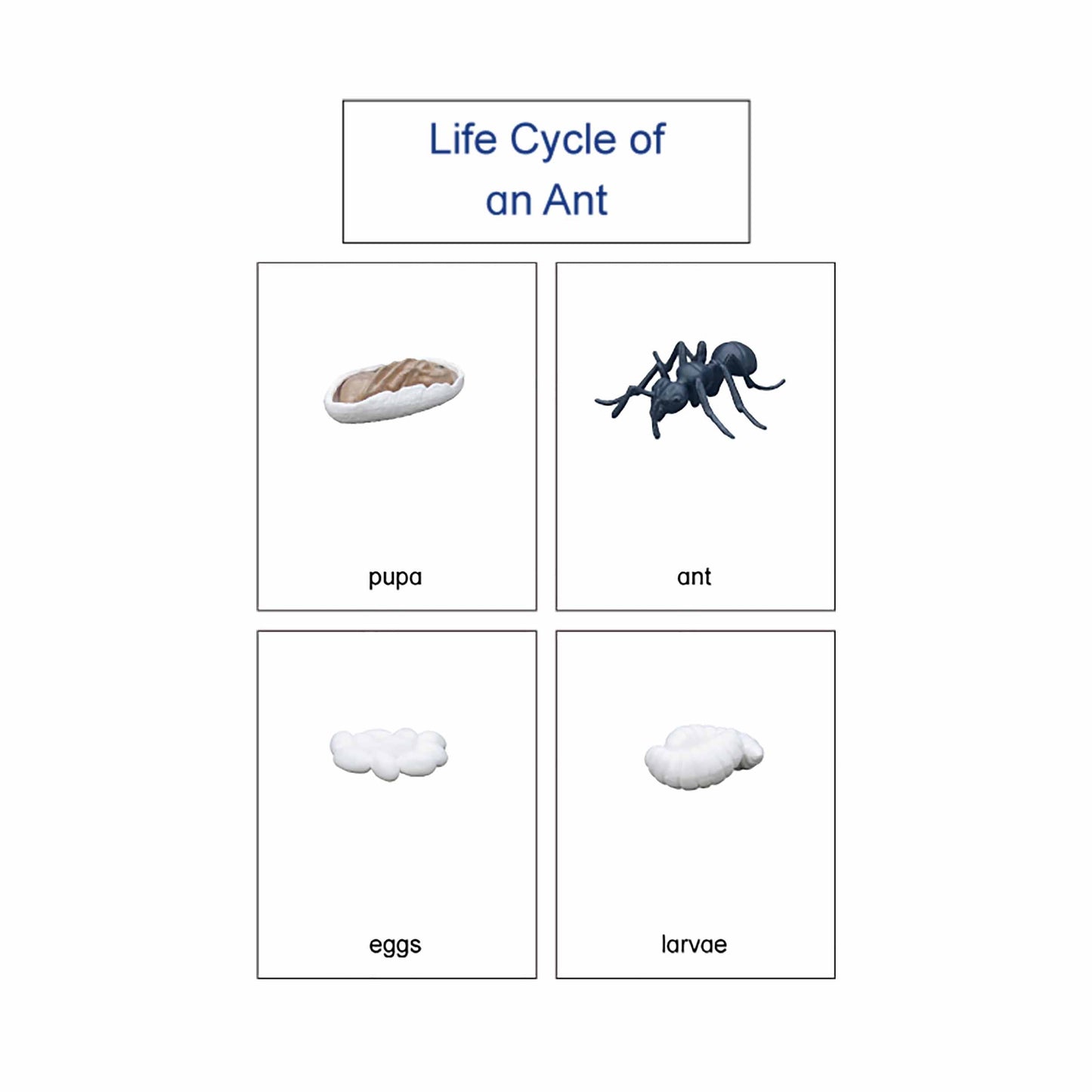 Life Cycle- Ant, Custom Text, Bilingual, Monolingual