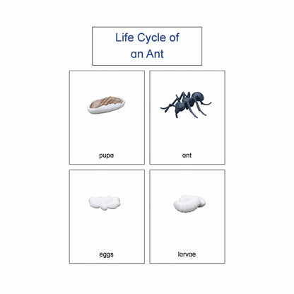 Life Cycle- Ant, Custom Text, Bilingual, Monolingual