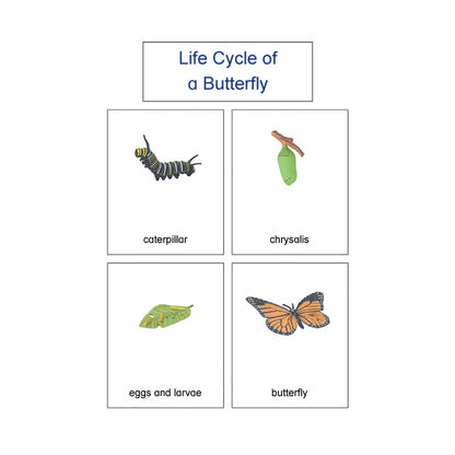 Life Cycle- Butterfly, Custom Text, Bilingual, Monolingual