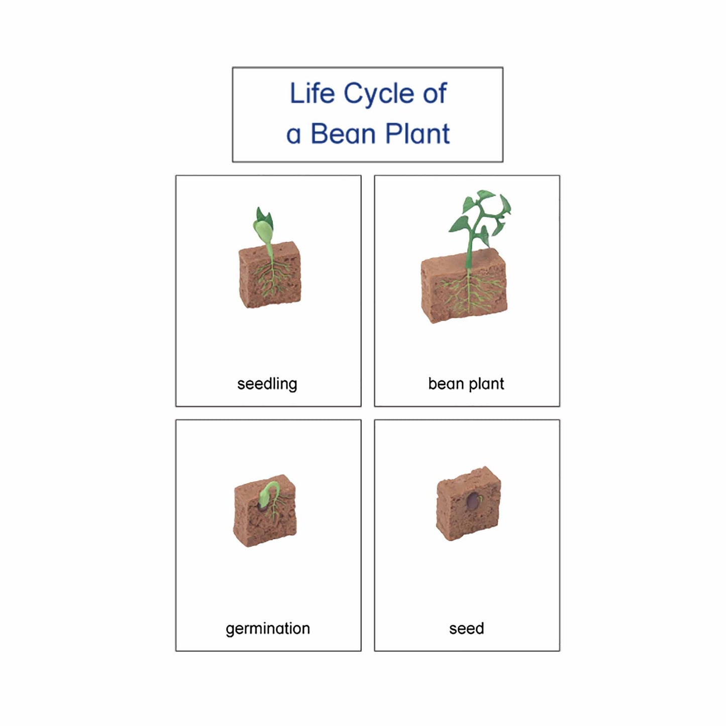 Life Cycle- Bean Plant, Custom Text, Bilingual, Monolingual