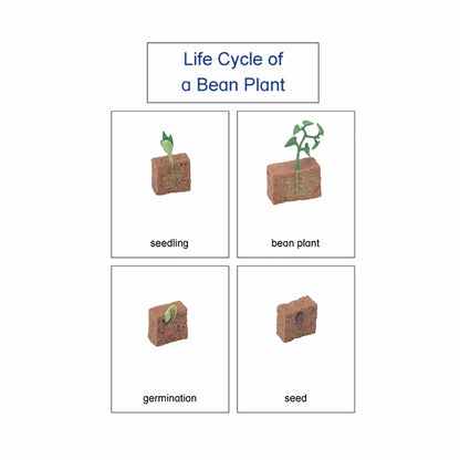 Life Cycle- Bean Plant, Custom Text, Bilingual, Monolingual