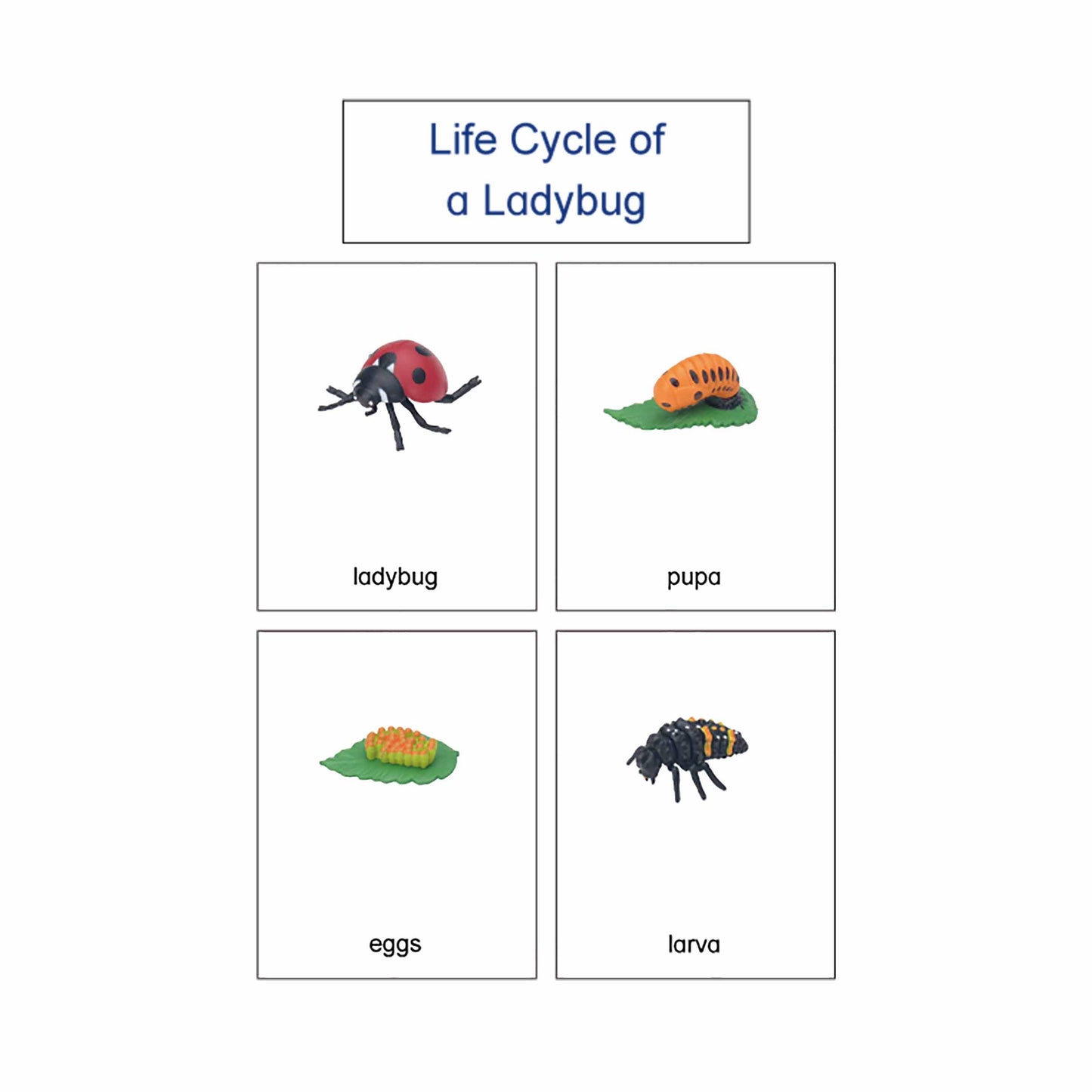 Cycle de vie - Coccinelle, texte personnalisé, bilingue, monolingue