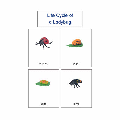 Cycle de vie - Coccinelle, texte personnalisé, bilingue, monolingue