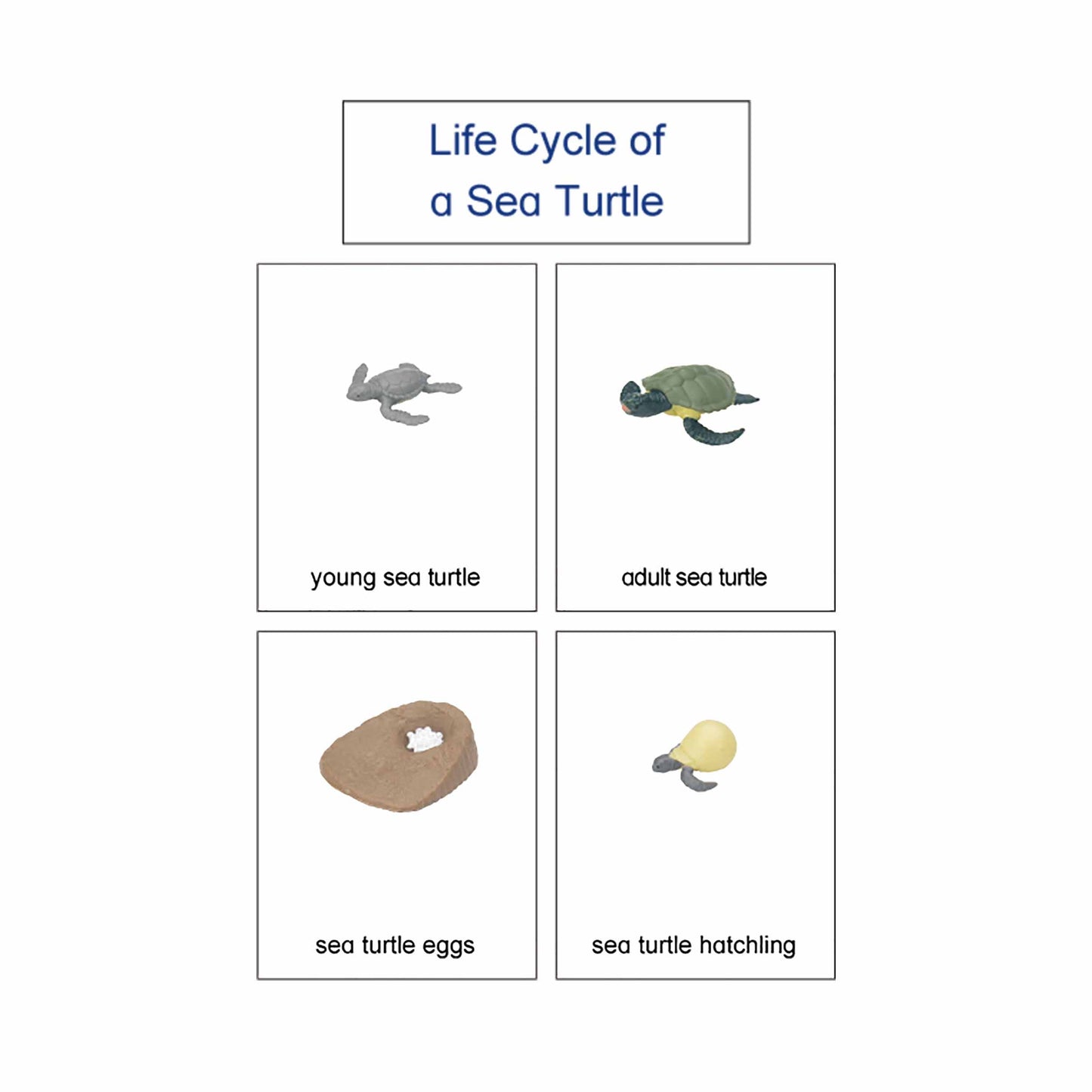 Life Cycle- Sea Turtle, Custom Text, Bilingual, Monolingual