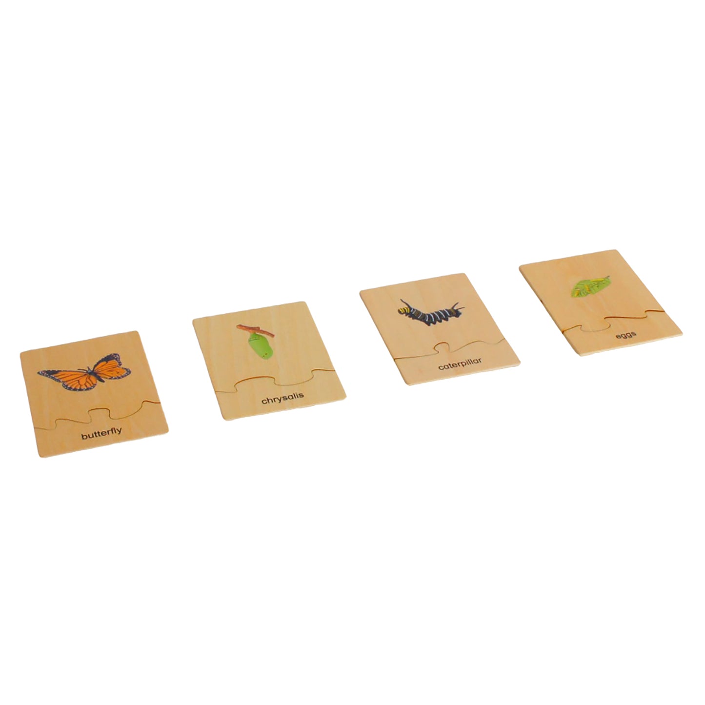 Life Cycle- Butterfly, Custom Text, Bilingual, Monolingual