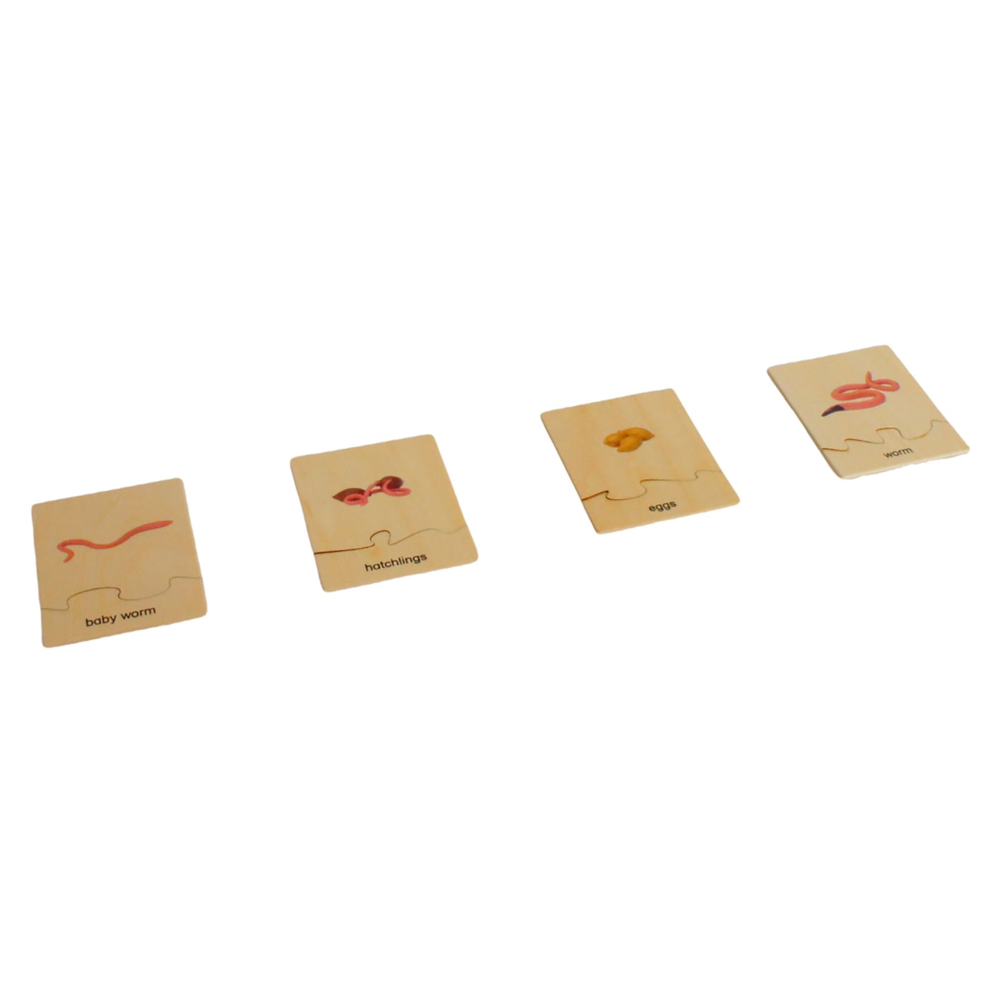 Life Cycle- Worm, Custom Text, Bilingual, Monolingual