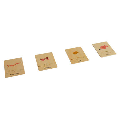 Life Cycle- Worm, Custom Text, Bilingual, Monolingual