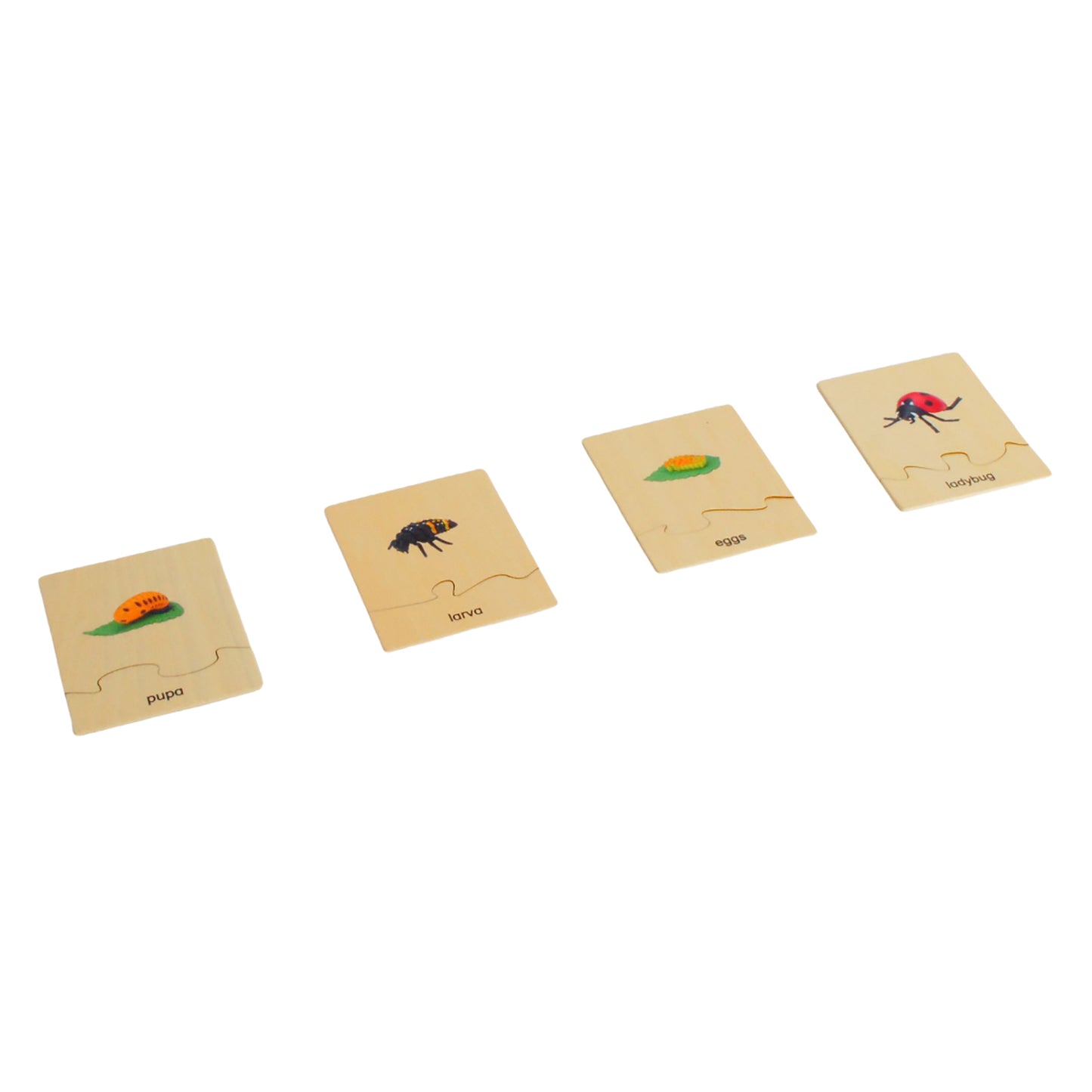 Cycle de vie - Coccinelle, texte personnalisé, bilingue, monolingue
