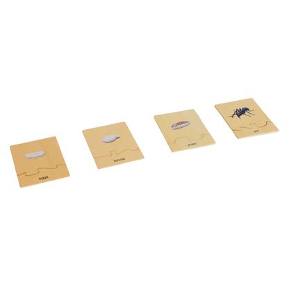 Life Cycle- Ant, Custom Text, Bilingual, Monolingual