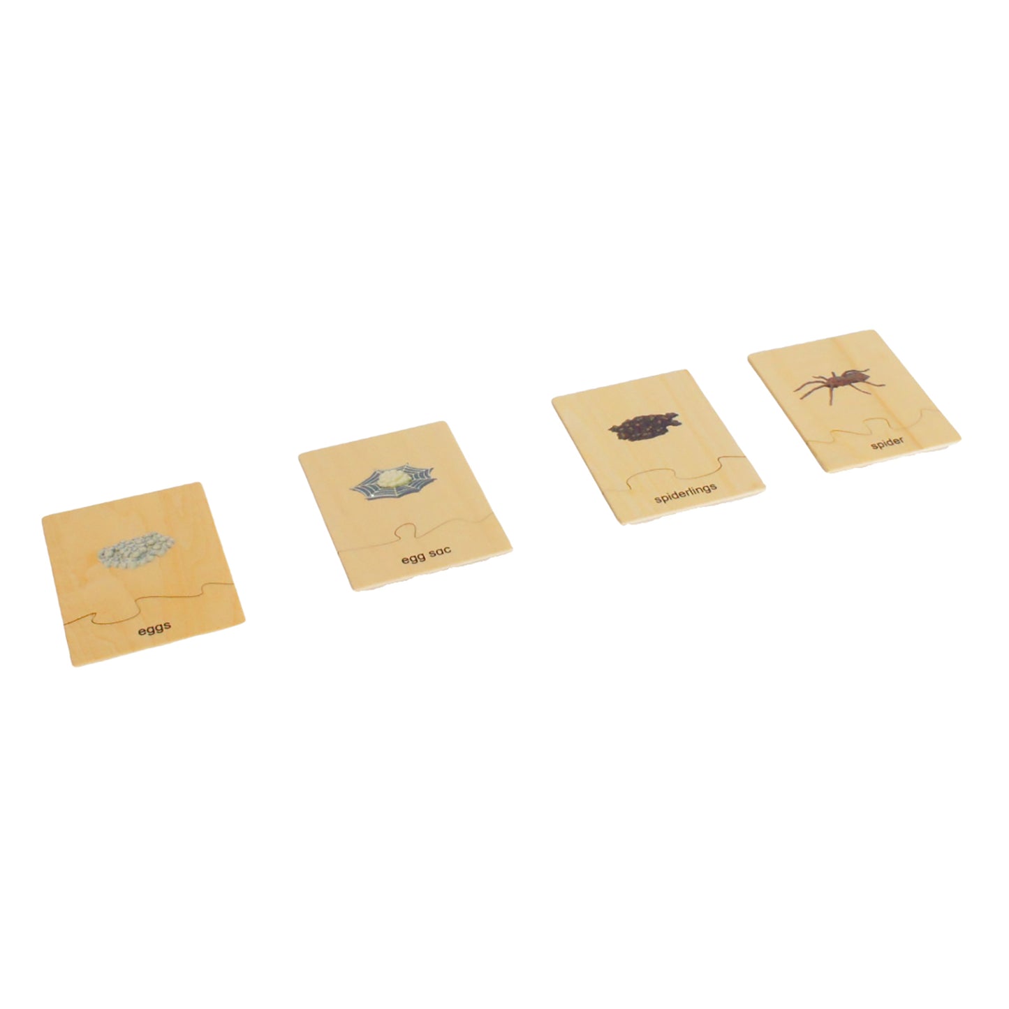 Life Cycle- Spider, Custom Text, Bilingual, Monolingual