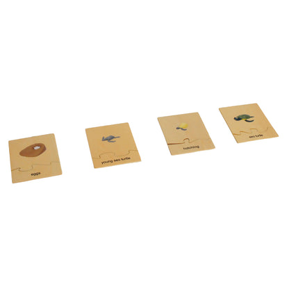 Life Cycle- Sea Turtle, Custom Text, Bilingual, Monolingual