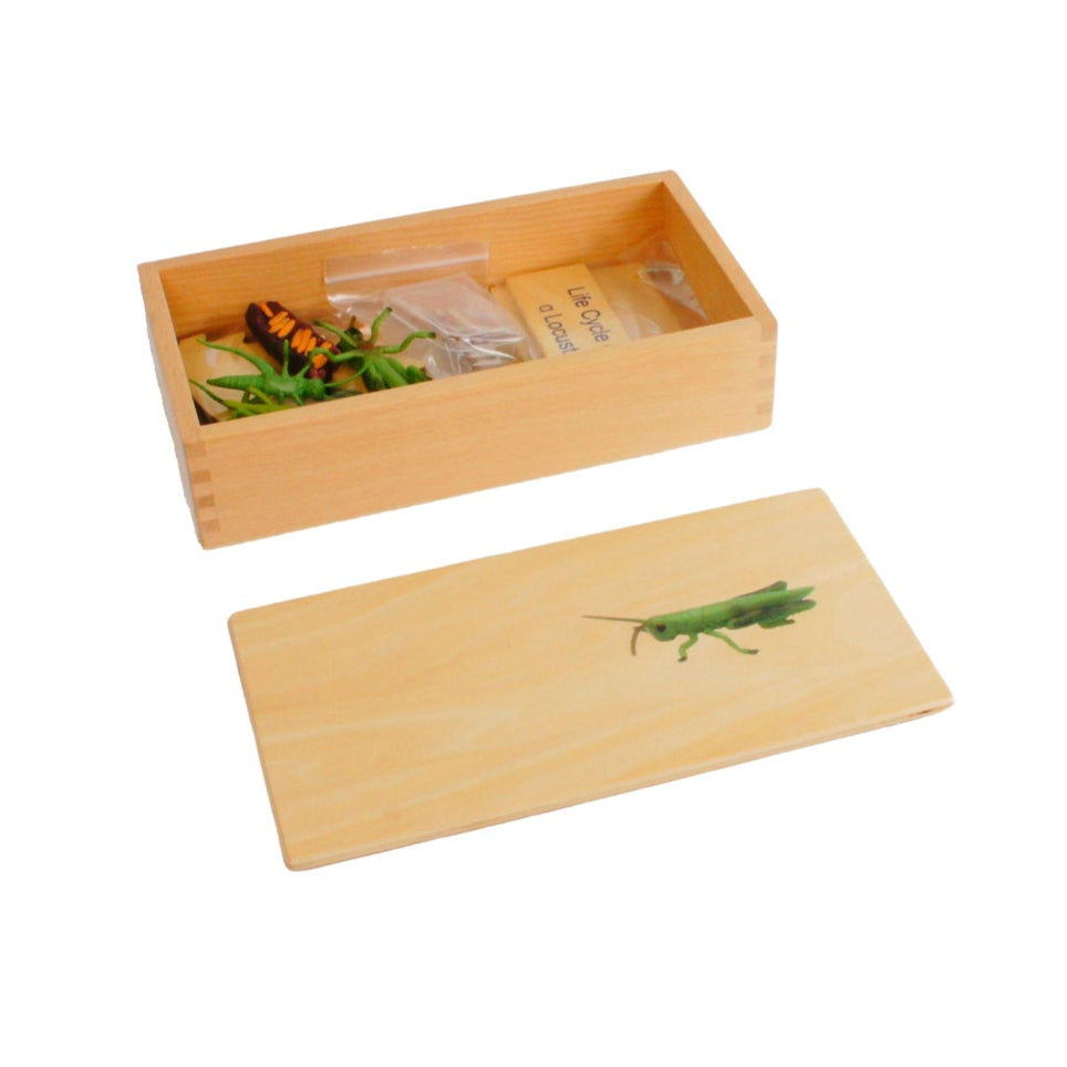 Life Cycle- Locust, Custom Text, Bilingual, Monolingual