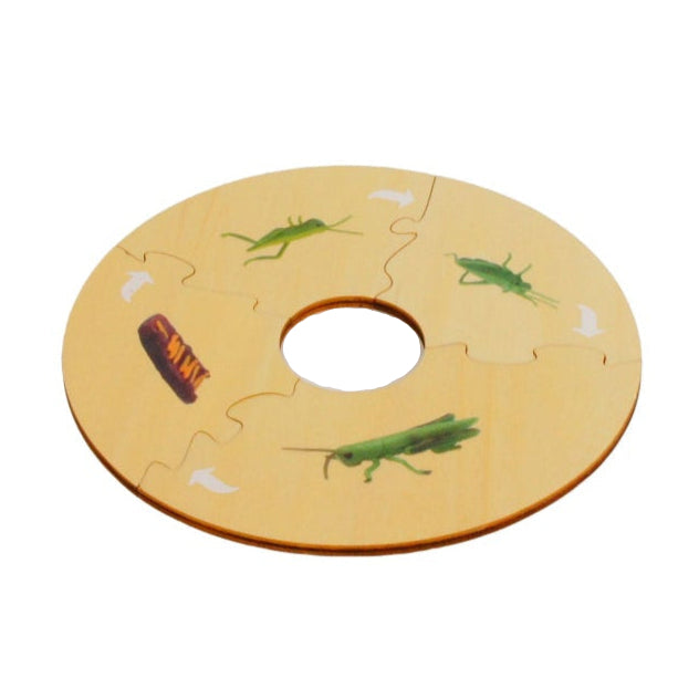 Life Cycle- Locust, Custom Text, Bilingual, Monolingual