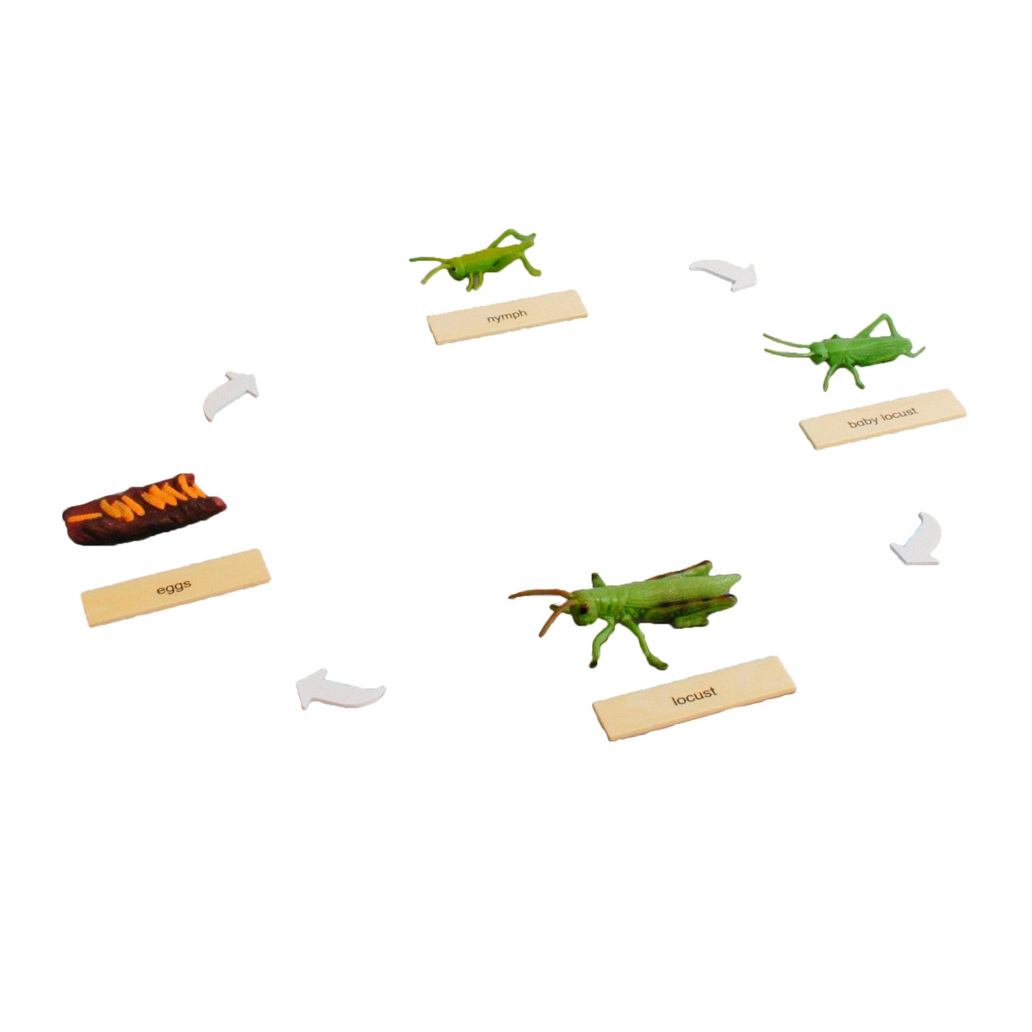 Life Cycle- Locust, Custom Text, Bilingual, Monolingual