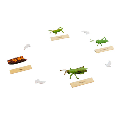 Life Cycle- Locust, Custom Text, Bilingual, Monolingual