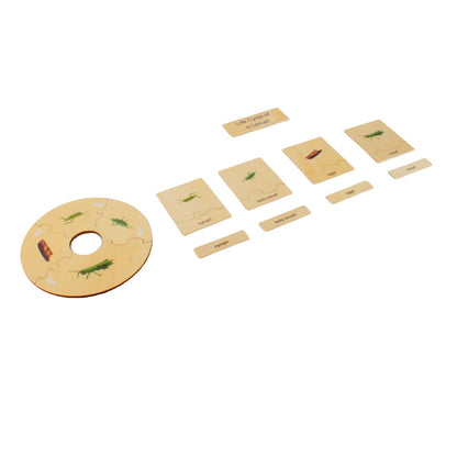 Life Cycle- Locust, Custom Text, Bilingual, Monolingual