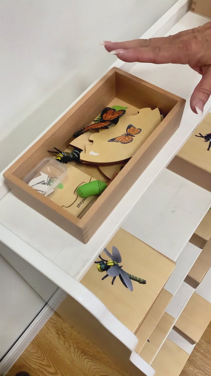 Cycle de vie - Coccinelle, texte personnalisé, bilingue, monolingue